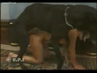 Beastiality DVD - Massive dark dog mounts and bonks his cute owner